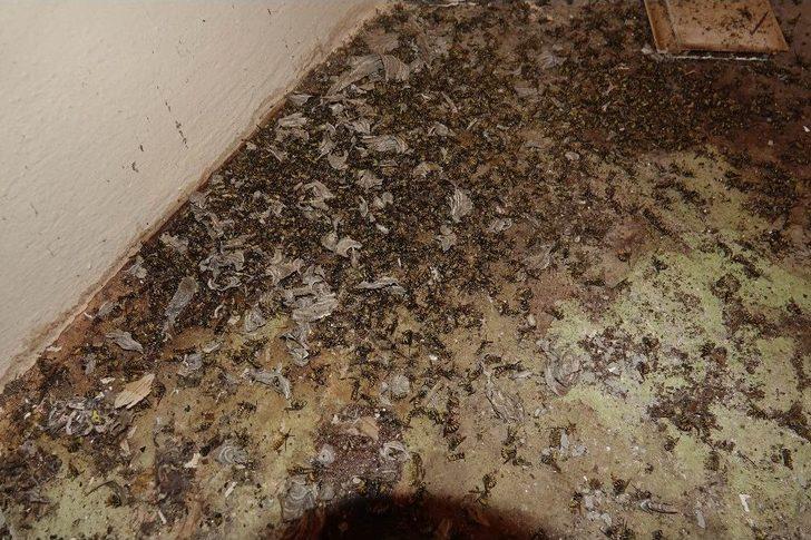 Kuşadası’nda Arı İstilası G2