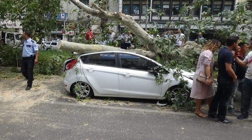 Tarihi &Ccedil;ınar Ağacı Aracın &Uuml;zerine Devrildi, Yara Almadan Kurtuldu