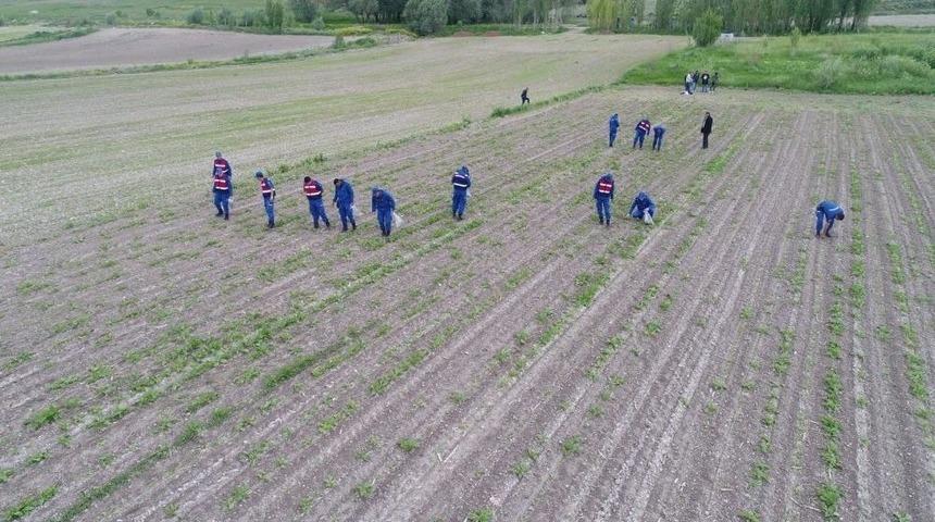 Bünyan’da 2 Bin 418 Kök Kenevir Ele Geçirildi
