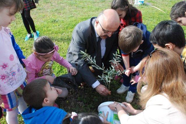 Zeytin Dalı Harekatı&rsquo;nda Şehit Olan Askerler İ&ccedil;in Zeytin Fidanı Diktiler 1