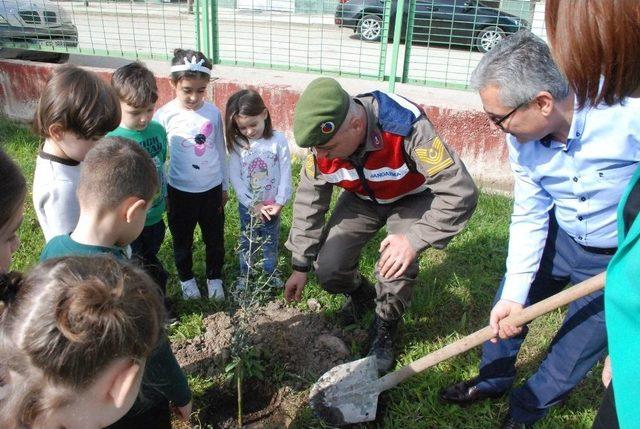 Zeytin Dalı Harekatı&rsquo;nda Şehit Olan Askerler İ&ccedil;in Zeytin Fidanı Diktiler 2