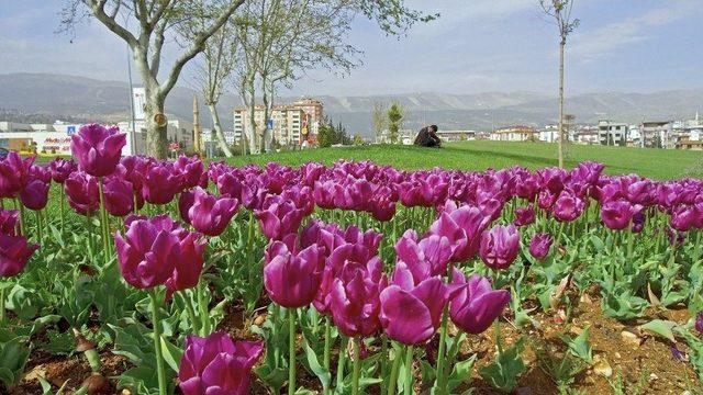 Kahramanmaraş Çiçek Açtı