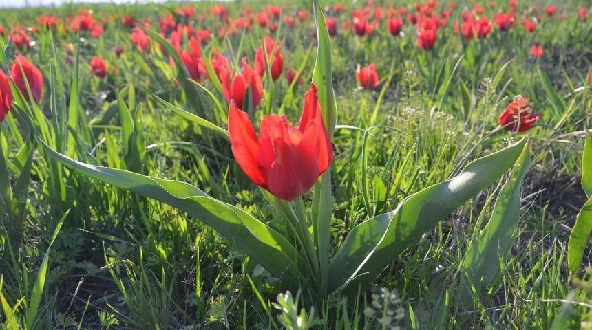 Muş&rsquo;ta Lale C&uuml;mb&uuml;ş&uuml;