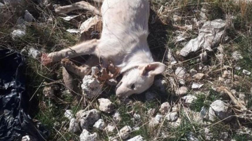 Karaman’da Kedi Ve Köpek Ölümleri