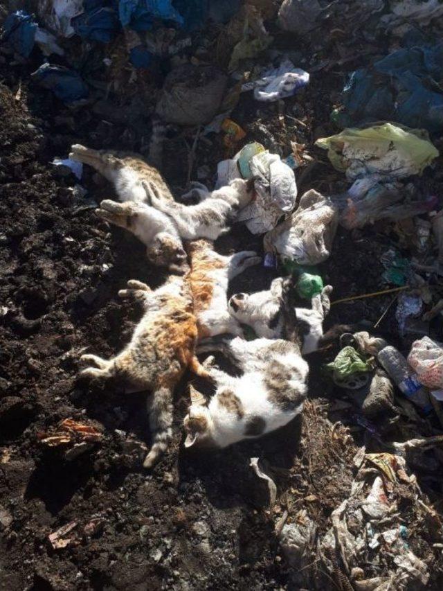 Karaman’da Kedi Ve Köpek Ölümleri