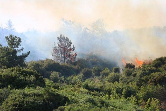 Çanakkale’de Orman Yangını Devam Ediyor