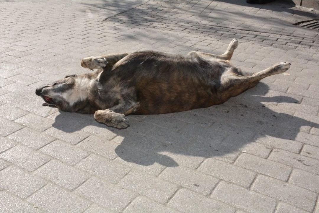 Eskişehir&rsquo;de Yazdan Kalma Bir G&uuml;n
