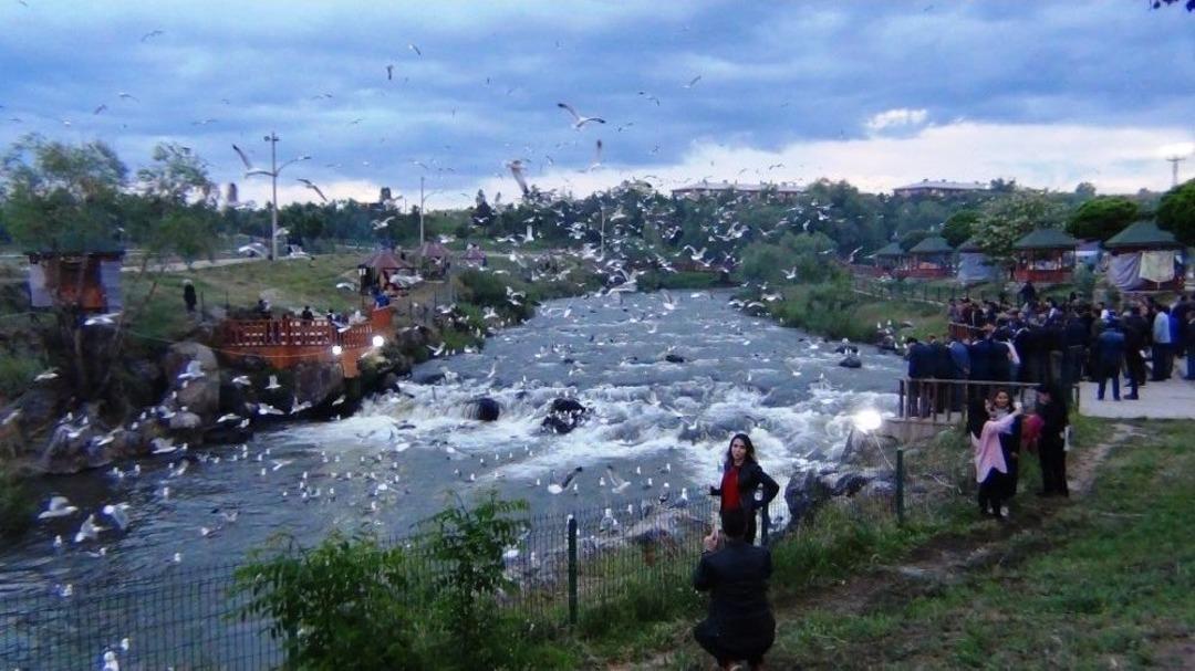 8. Uluslararası İnci Kefal G&ouml;&ccedil;&uuml; Festivali Başladı