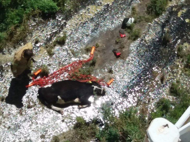 İzmir’de Baraja Düşen Dana Kurtarıldı G2