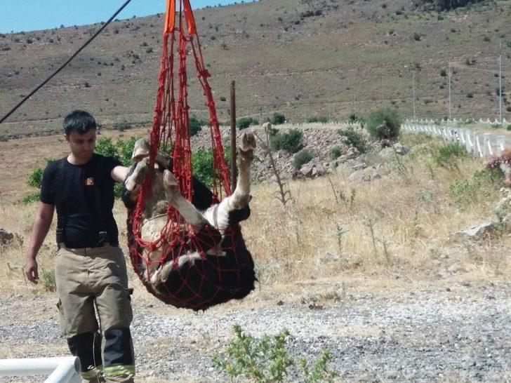 İzmir’de Baraja Düşen Dana Kurtarıldı G3
