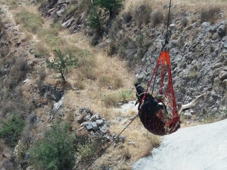 İzmir’de Baraja Düşen Dana Kurtarıldı G4