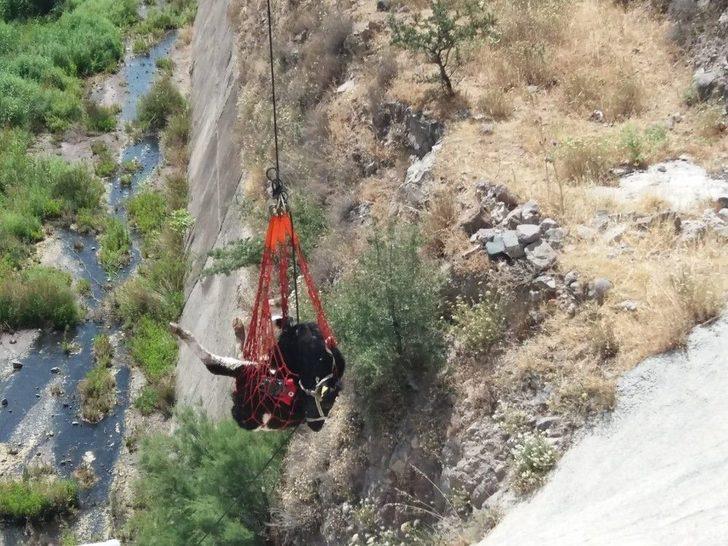İzmir’de Baraja Düşen Dana Kurtarıldı G5