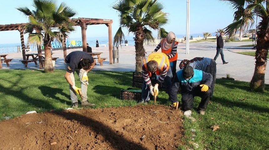 Ak&ccedil;akoca Lale Kent Oluyor