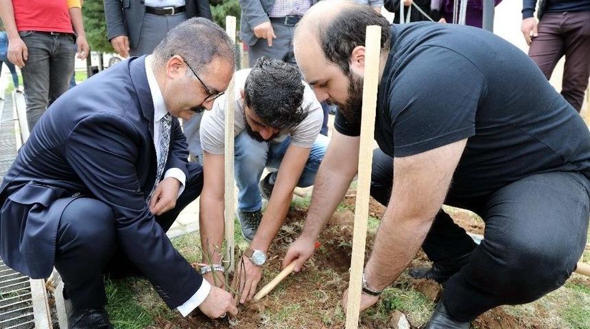 Gaün’de Afrin Şehitleri İçin Gül Dikildi