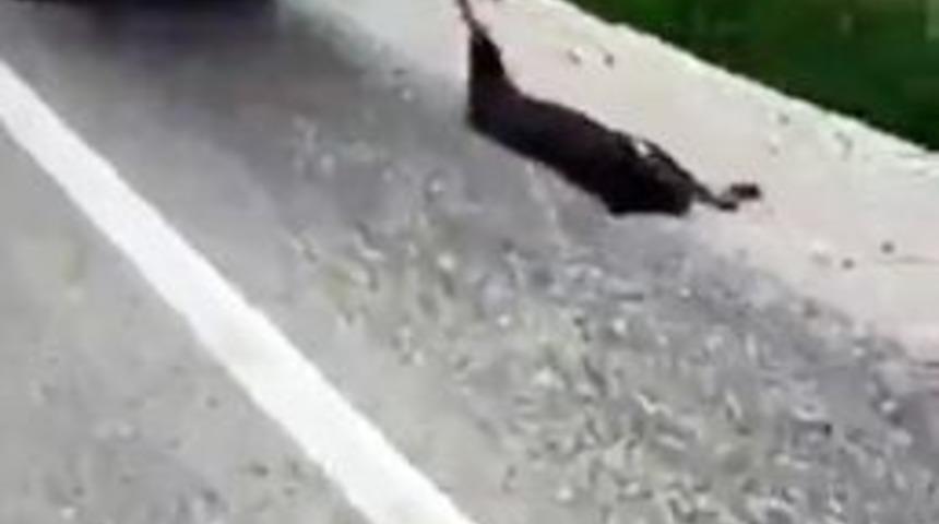 Kasalı Motosiklete Bağladığı K&ouml;peği S&uuml;r&uuml;kledi