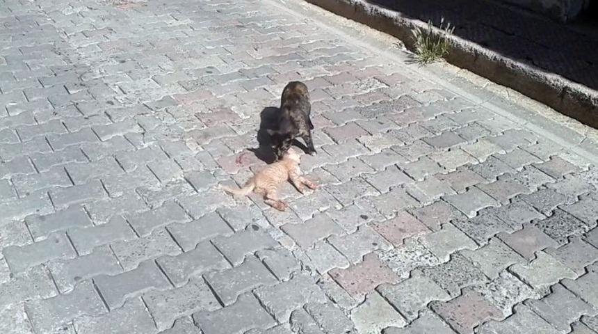 &Ouml;len Yavrusunun Başında Dakikalarca Bekledi