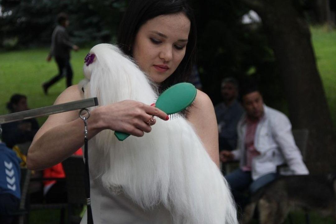 Evcil Hayvan Bakımında Yeni Moda