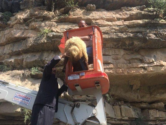 Beytüşşebap’ta Koyun Kurtarma Operasyonu