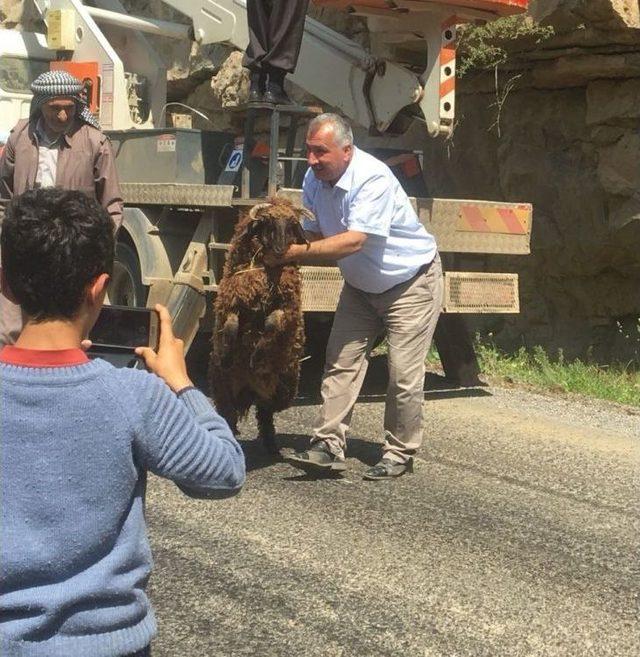 Beytüşşebap’ta Koyun Kurtarma Operasyonu