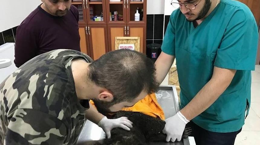 Kars’ta Köpeklerin Saldırdığı Yavru Ayı Tedavi Altına Alındı