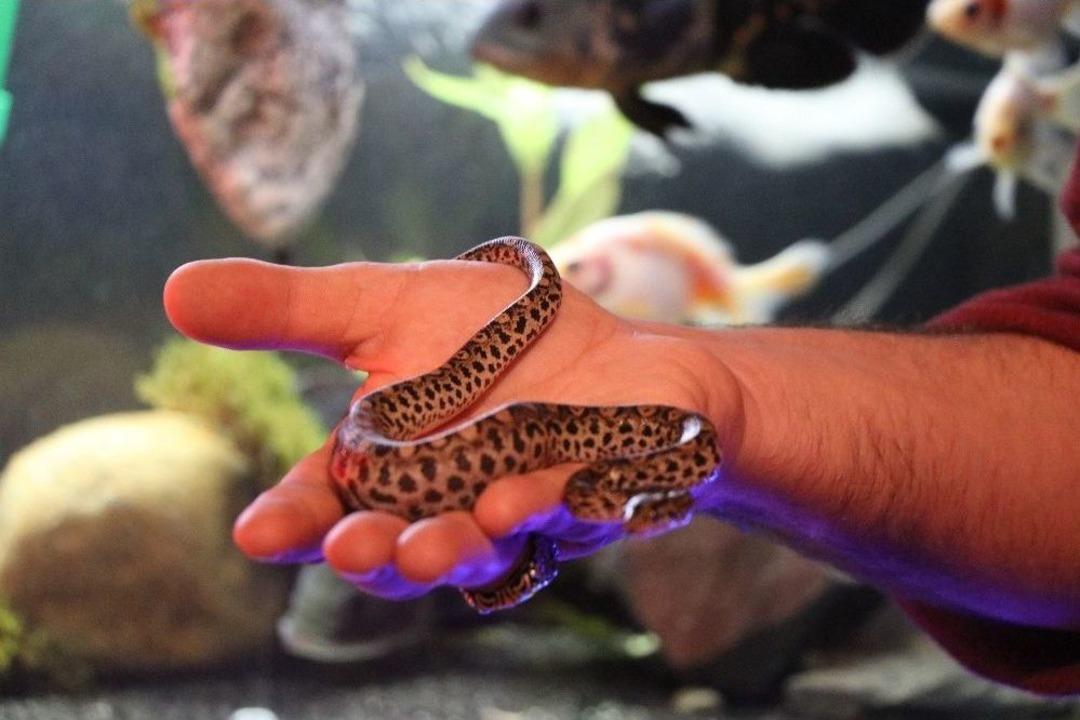 Kimsenin Yanına Yaklaşamadığı Vahşi Hayvanları Ofisinde Besliyor