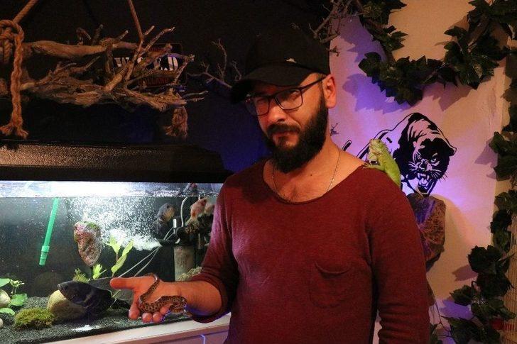 Kimsenin Yanına Yaklaşamadığı Vahşi Hayvanları Ofisinde Besliyor G1