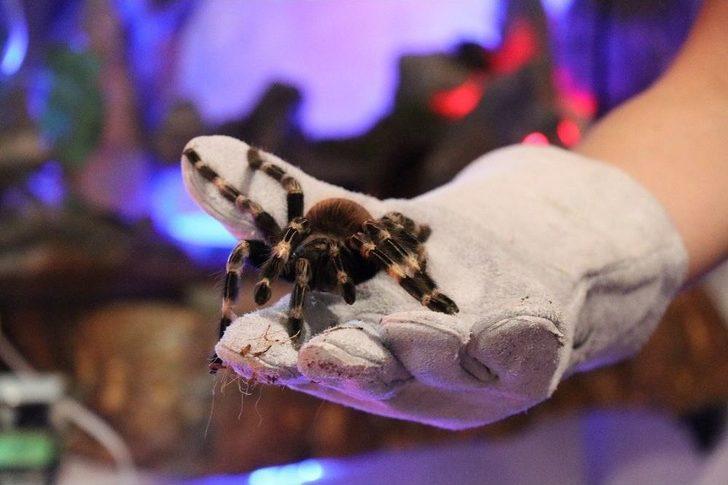 Kimsenin Yanına Yaklaşamadığı Vahşi Hayvanları Ofisinde Besliyor G4