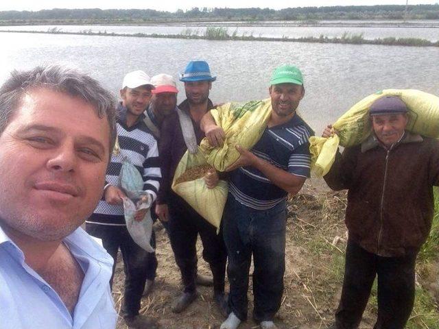 Edirne’de Çeltik Ekim Mesaisi Tamamlandı