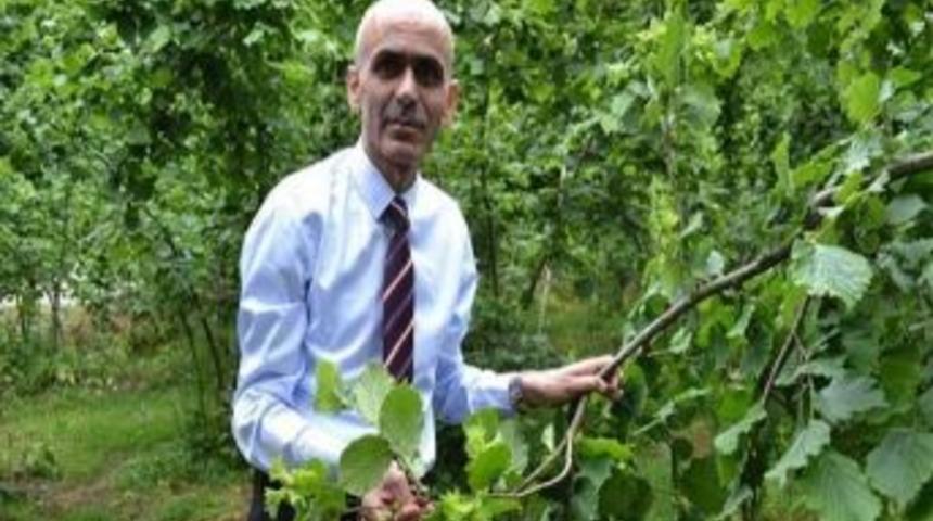 Giresun Ziraat Odasından G&uuml;breleme Uyarısı