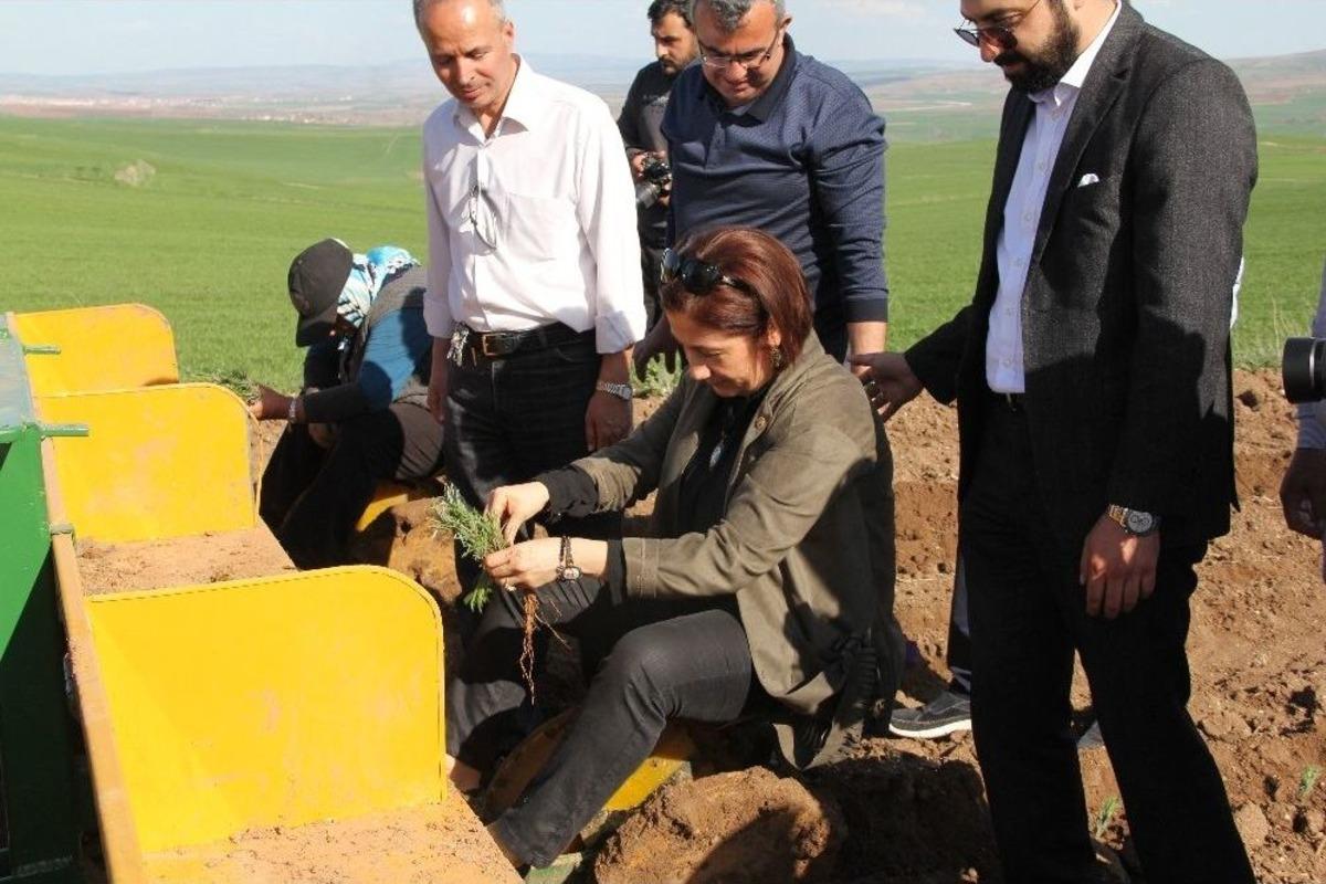 &Ccedil;orum&rsquo;un Tarım Ve Tarih Turizmine &ldquo;lavanta&rdquo; Desteği