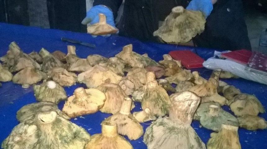 Çam Çıntarı Tezgahlarda Yerini Aldı