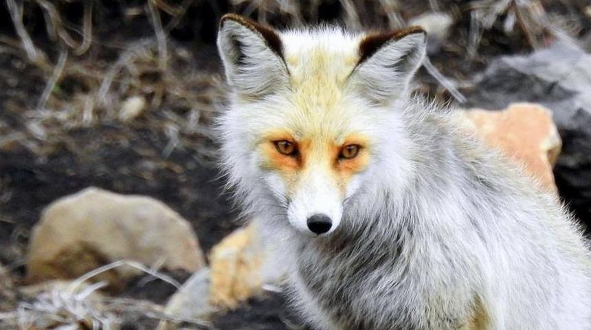 Yavru Tilkinin Kamera Karşısındaki Şaşkınlığı