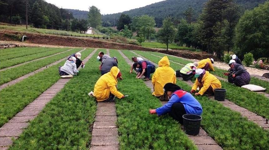 Amasya’da 3 Milyon Fidan Üretildi