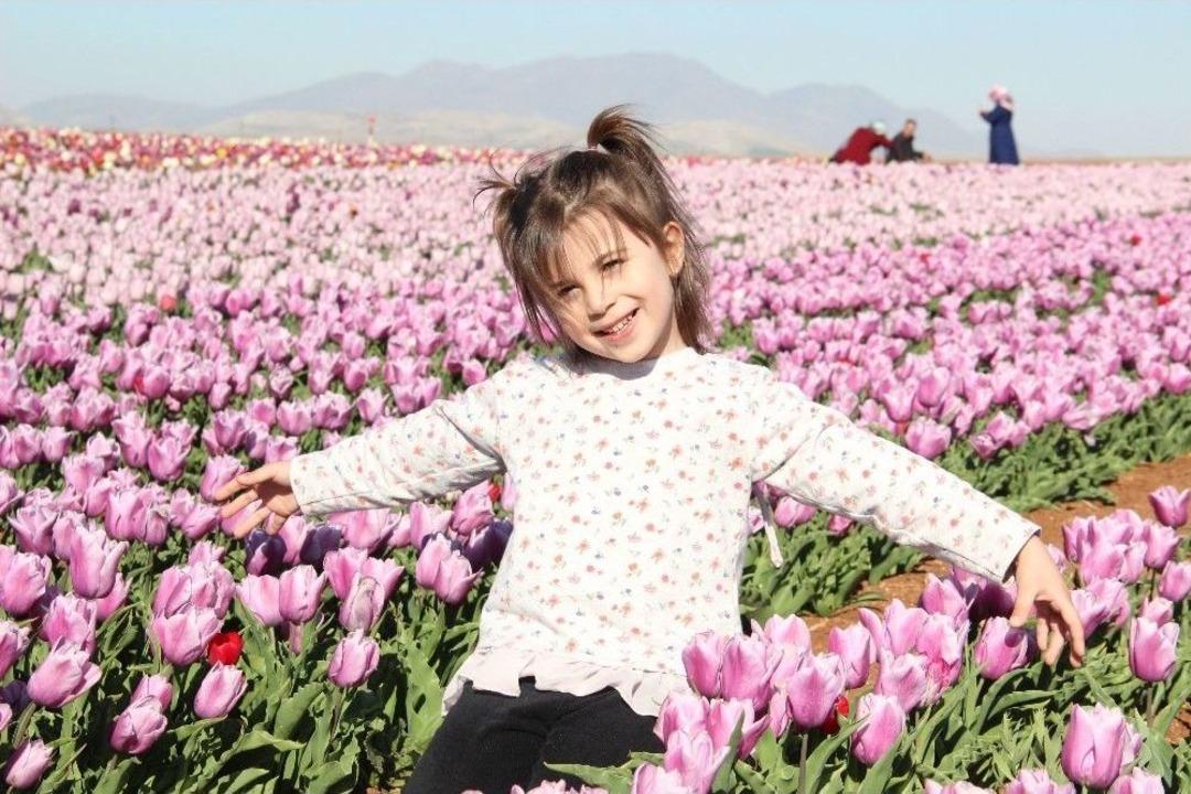 Lale Tarlasına Yoğun İlgi