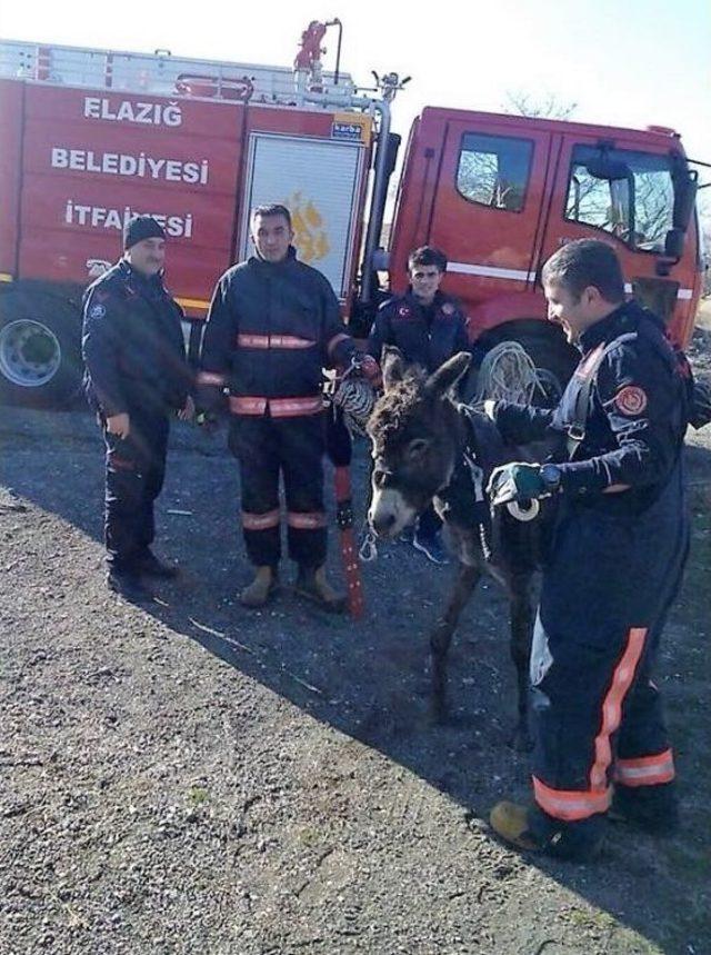 Kuyuya Düşen Eşeği İtfaiye Kurtardı