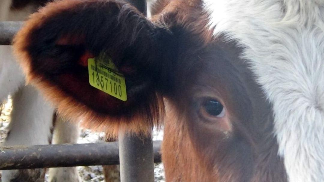 Hayvancılara &lsquo;k&uuml;pe&rsquo; Uyarısı