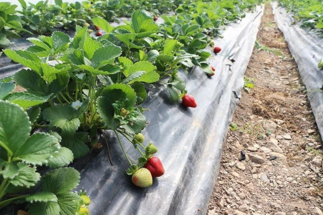 Turizm Kenti Marmaris&rsquo;te Yılda 220 Ton &Ccedil;ilek &Uuml;retiliyor