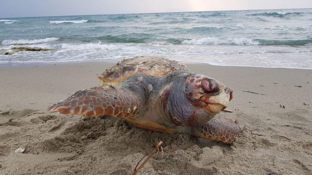 Aydın&rsquo;da Bir G&uuml;nde İki Caretta Caretta &Ouml;l&uuml;s&uuml; Kıyıya Vurdu