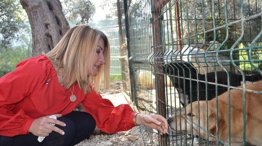 Can Dostlar İ&ccedil;in Yardım &Ccedil;ağrısı