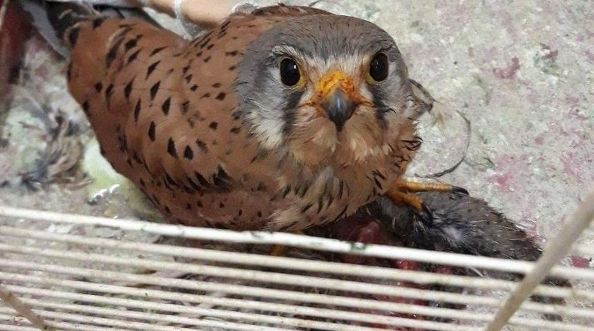 Yaralı Kerkenez Tedavi Altına Alındı