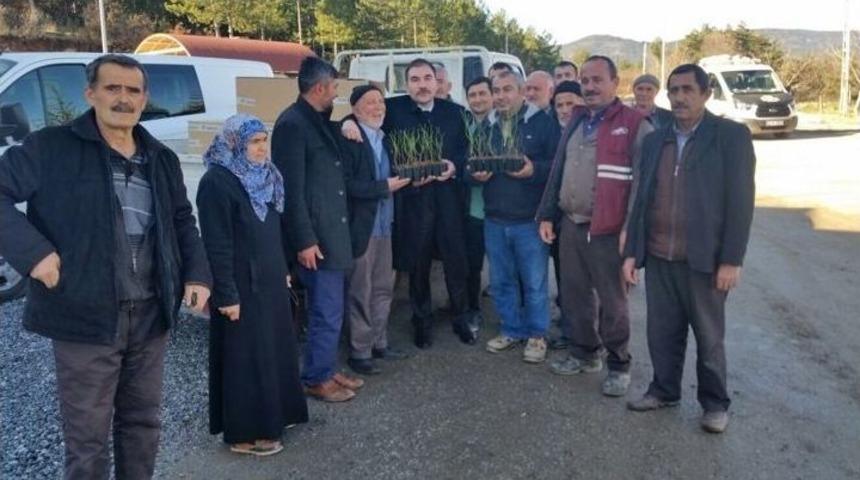 B&uuml;y&uuml;korhan Yaban Mersini &Uuml;ss&uuml; Olacak