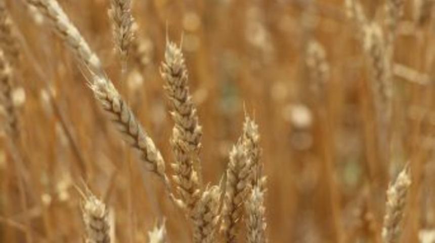 Tarsim 2017&rsquo;de 850 Milyon Lira Zarar &Ouml;demesi Yaptı