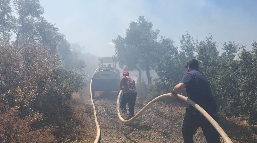 Milas&rsquo;ta Zeytinlik Alanda Yangın &Ccedil;ıktı