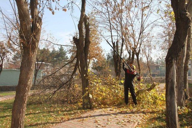 Bağlar’da Ağaçların Budama Ve Bakımı Yapılıyor