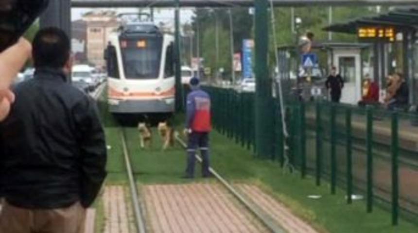 Tramvaya Kurt Köpeği Eskortu