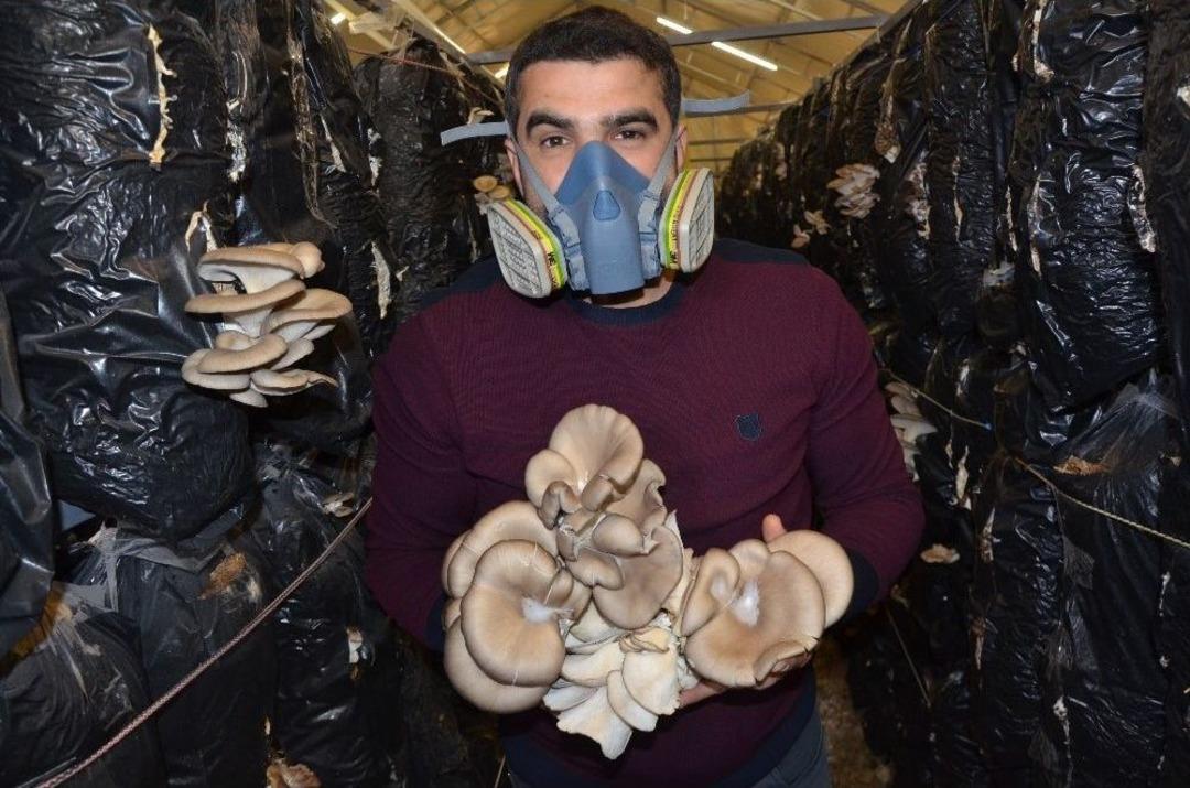 İstiridye Mantarı Hayatını Değiştirdi