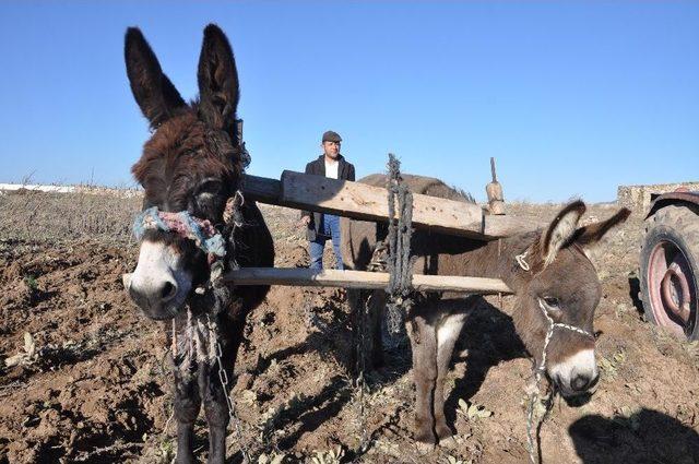 (özel Haber) Köylülerden Yakıt Zamlarına Kısa Filmli Tepki