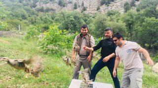 Çorum’da Doğaya Kınalı Keklik Salındı