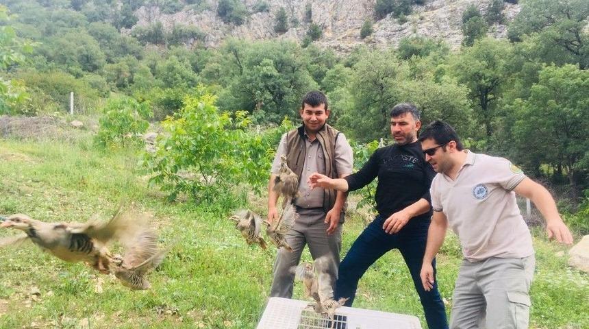 Çorum’da Doğaya Kınalı Keklik Salındı