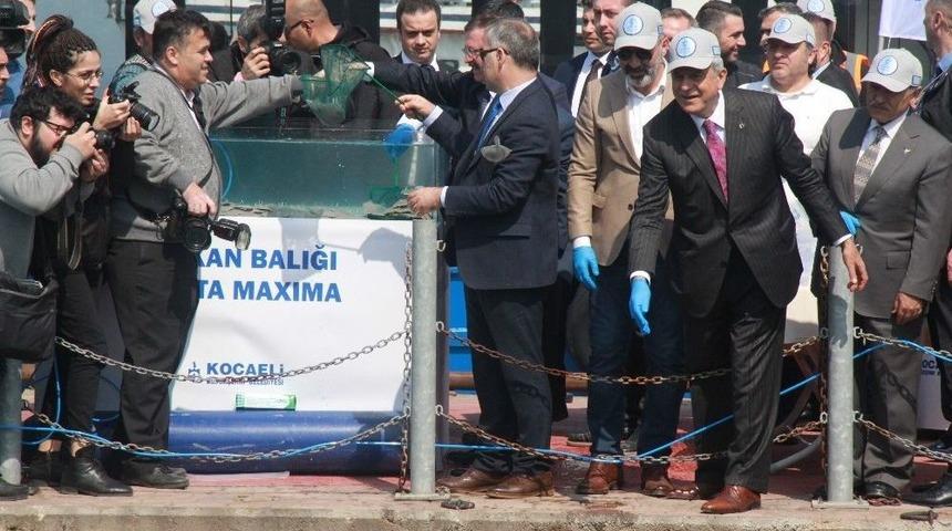 6 Bin Balık Daha İzmit K&ouml;rfezi İle Buluşturuldu